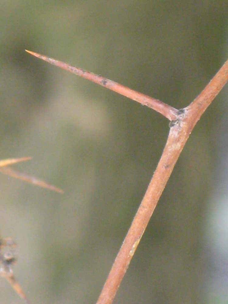            First year twig (Winter Haven, FL)   